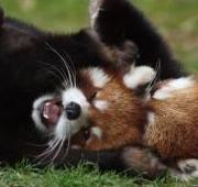 Pandas Rojas jugando