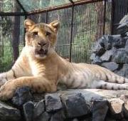 Panthera leo x Panthera tigris, Zoo de Nowosibirsk