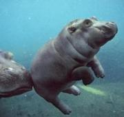 Pantorrilla hipopótamo con madre