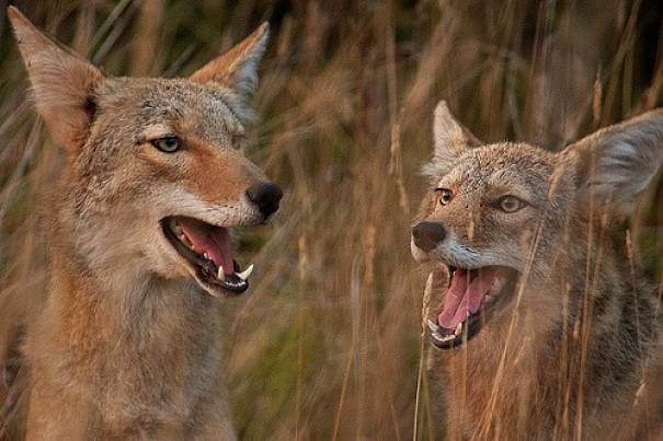 par de coyotes
