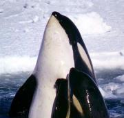 Par de orcas madre-cría en el Mar de Ross