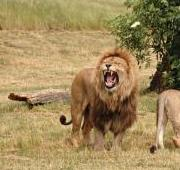 Pareja de leones en West Midlands Safari Park
