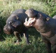 Pareja pigmea hipopótamo en el Mount Kenya Wildlife Conservancy