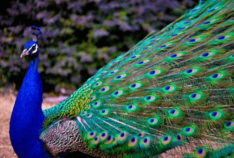 Pavo real cola abierta