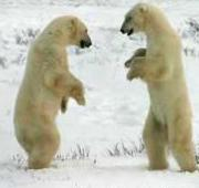 Peleas de osos polares
