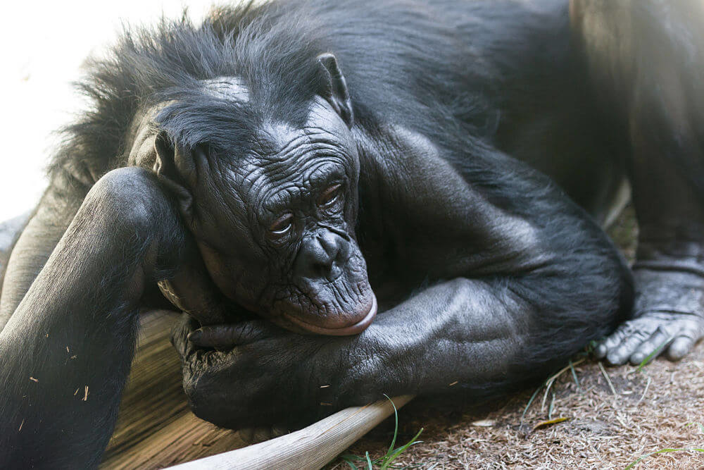 pensativo bonobo