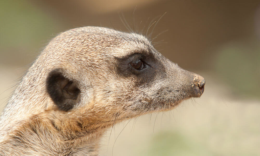 perfil de meerkat