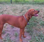 Perro Coonhound de Redbone