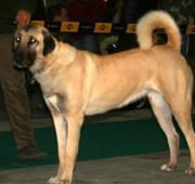 Perro pastor de Anatolia