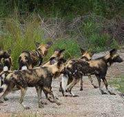 Perros salvajes africanos - Parque Nacional Kruger - Sudáfrica (Reserva de caza Sabi Sabi)