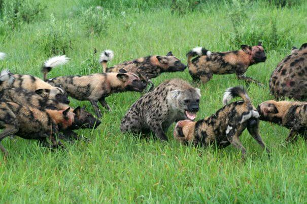 perros salvajes africanos rodean la hiena