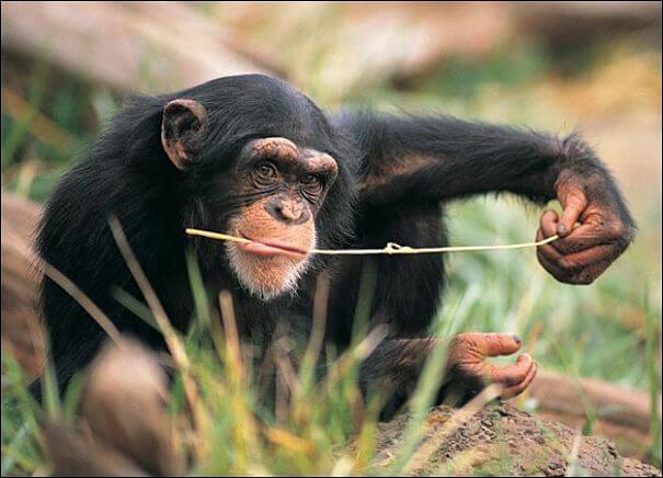 pesca de chimpancés para termitas