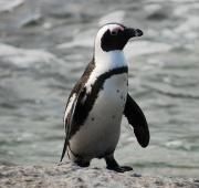 Pingüino africano (Spheniscus demersus), cerca de Boulders Beach, Sudáfrica