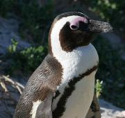 Pingüino africano Spheniscus demersus, tomado en Boulders rock, Sudáfrica