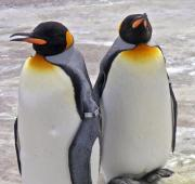 Pingüino (Aptenodytes Forsteri)