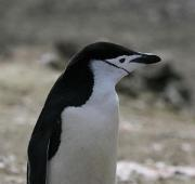 Pingüino barbijo (Pygoscelis antarctica)