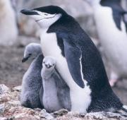 Pingüino barbijo (Pygoscelis Antarcticus)