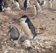 Pingüino barbijo y pollitos, Seal Island