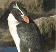 Pingüino Crestado (Eudyptes robustus)