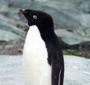 Pingüino de Adelie (Pygoscelis adeliae) en Petermann Island