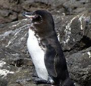 Pingüino de Galápagos (Spheniscus Mendiculus)