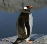 Pingüino de Gentoo (Pygoscelis papua)