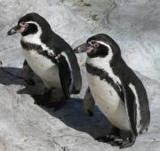 Pingüino de Humboldt (Spheniscus Humboldti)