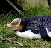 Pingüino de ojos amarillos, Bahía de Otago