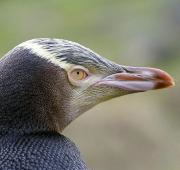 Pingüino de ojos amarillos (antipodos Megadyptes) en la Península de Otago, Isla Sur, NZ