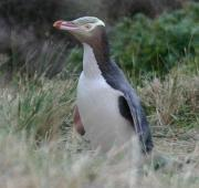 Pingüino de ojos amarillos (Península Otago, Nueva Zelanda)