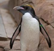 Pingüino de Rockhopper en el zoológico de Londres, Reino Unido.