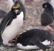 Pingüino macarrón (Eudyptes Chrysolophus)