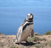 Pingüino magallánico (Spheniscus Magellanicus)