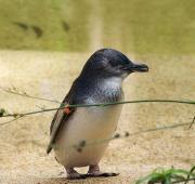Pingüino Pequeño (Eudyptula Minor)