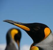 Pingüino rey (Aptenodytes patagonicus), Islas Falkland.