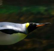 Pingüino rey nadando bajo el agua.