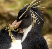 Pingüino saltamontes (Eudyptes Chrysocome)