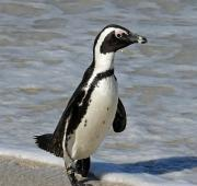 Pingüino_Africano (Spheniscus demersus) en la Reserva Natural De Hoop, Sudáfrica
