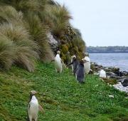Pingüinos de ojos amarillos en la costa de Enderby Island, las Islas Auckland.