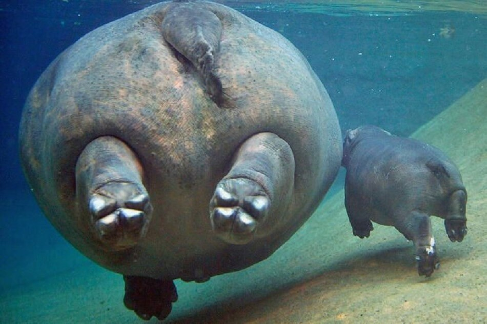 po-pos hipopótamos