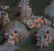 Pod de Hipopótamos en el valle de Luangwa, Zambia