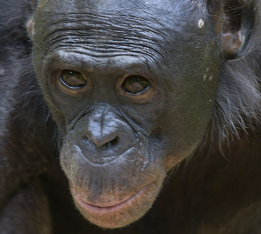 primer plano animal extremo - bonobo