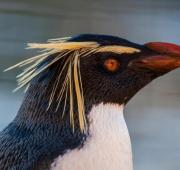 Primer plano de un pingüino de Rockhopper en el zoológico de Edimburgo, Reino Unido.