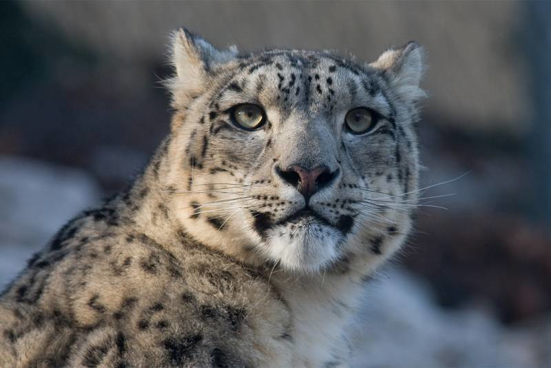 primer plano del leopardo de nieve
