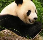 Primer plano del panda gigante