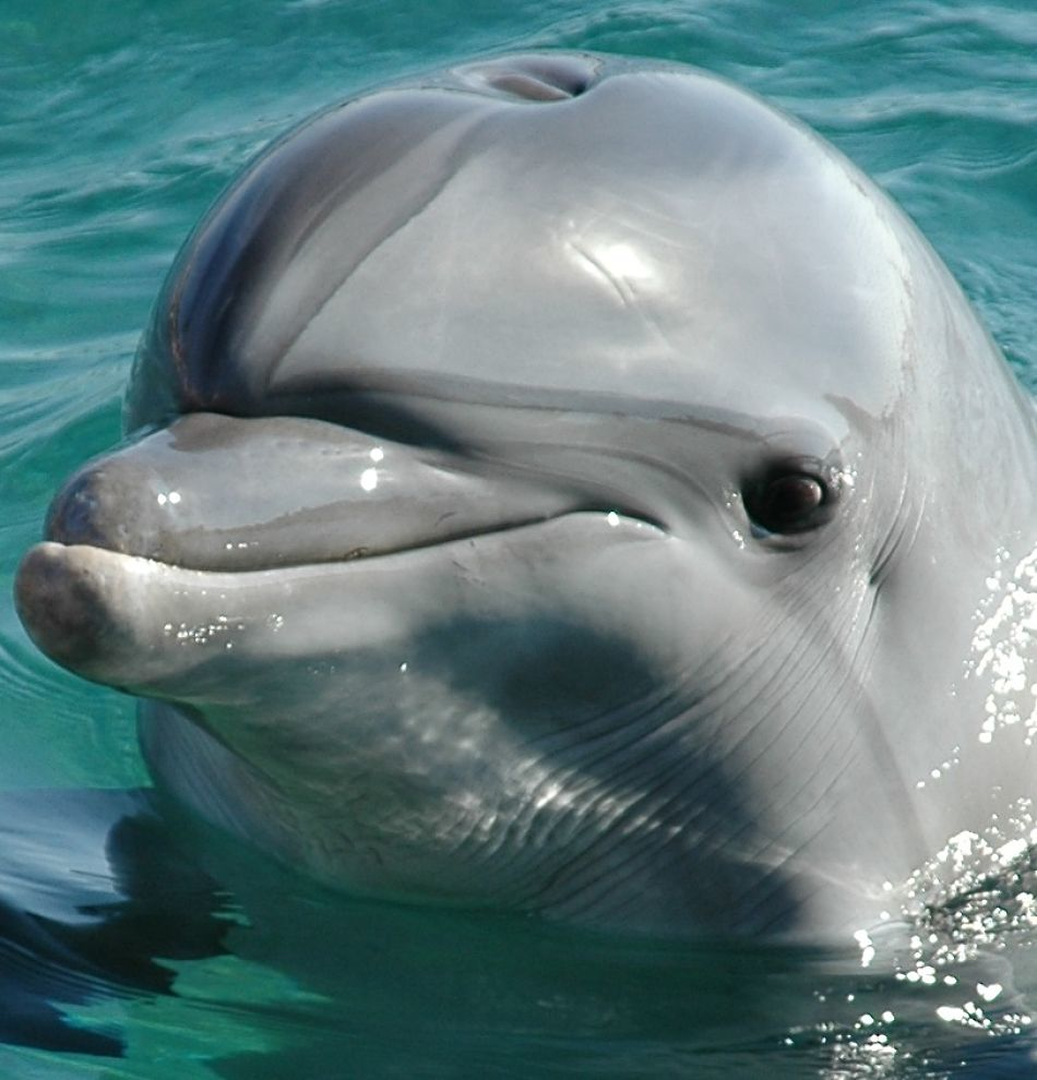 primer plano extremo del delfín