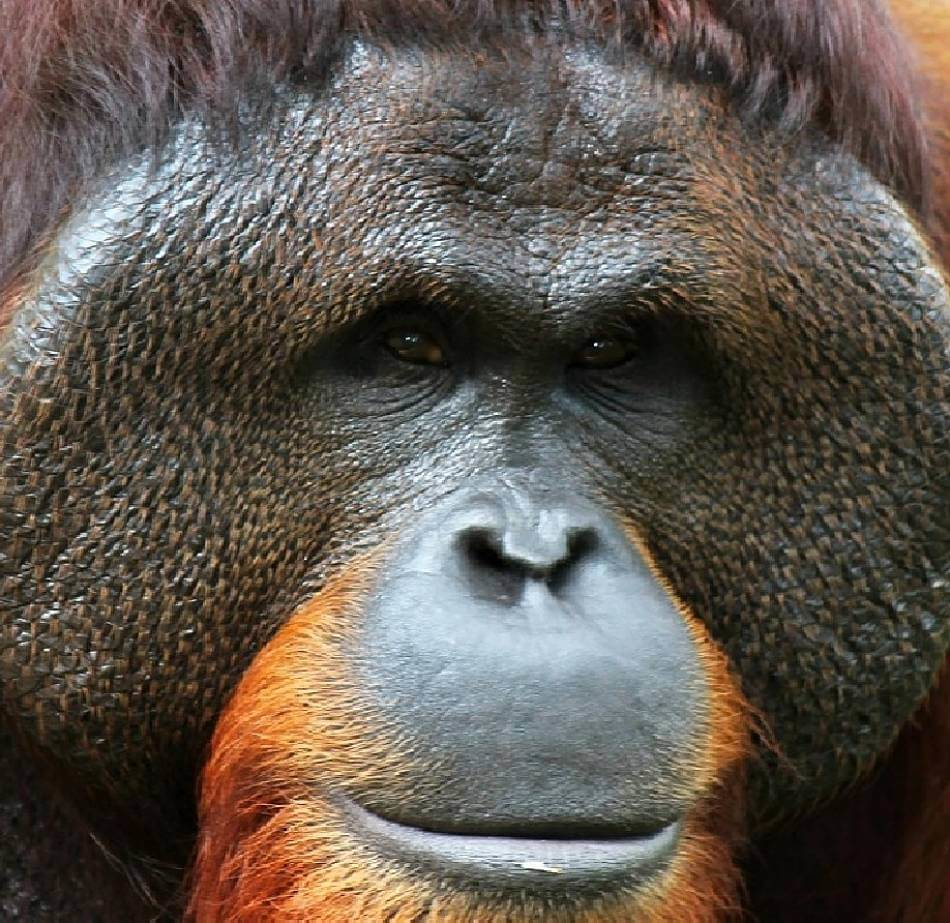 primer plano orangután extremo
