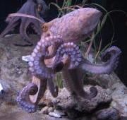 Pulpo común (Octopus vulgaris)