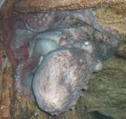 Pulpo gigante del Pacífico Norte (Enteroctopus dofleini)