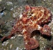 Pulpo Rojo del Pacífico Oriental (Octopus rubescens)